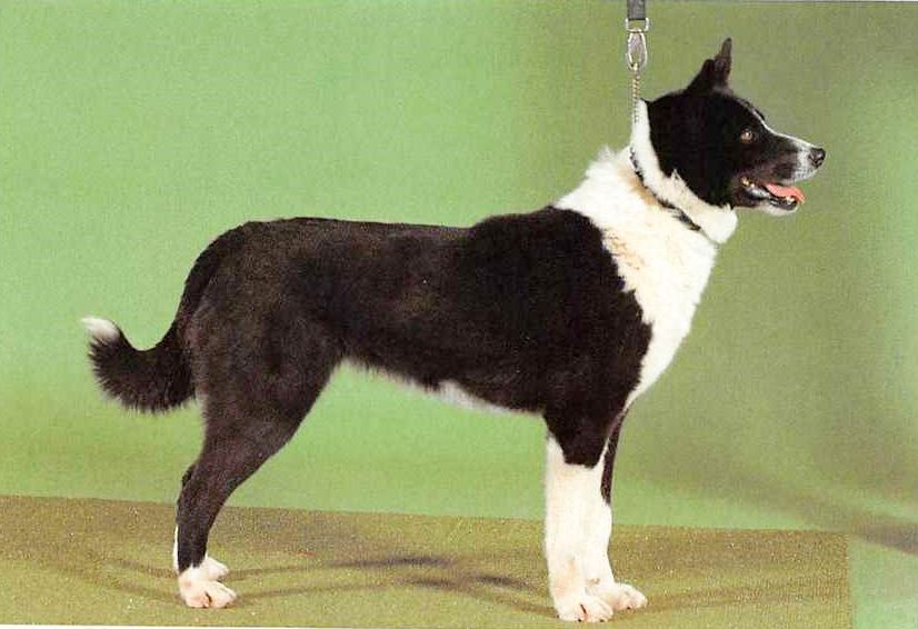 Karelischer Bärenhund