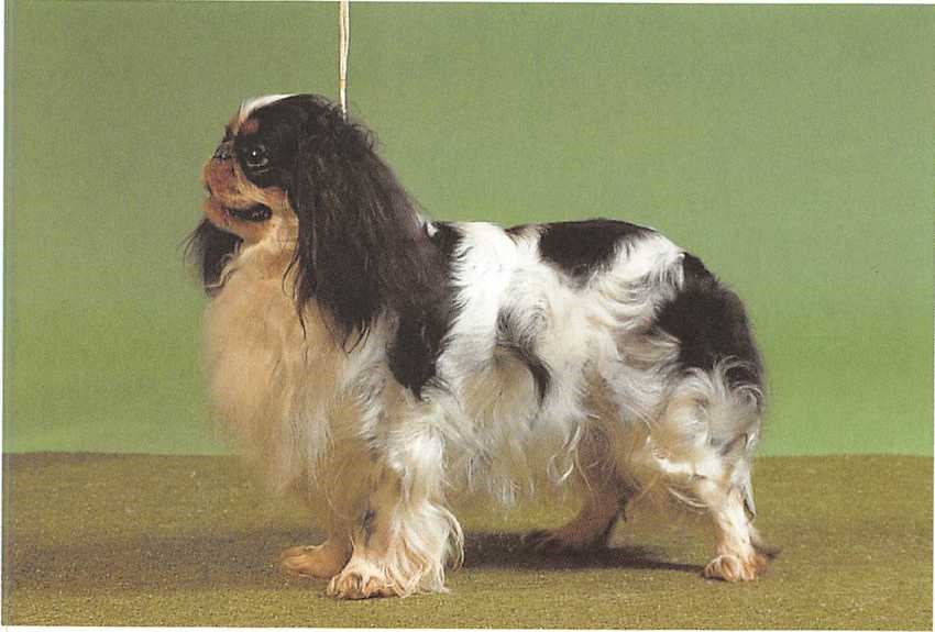 King Charles Spaniel