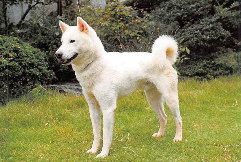 Kishu