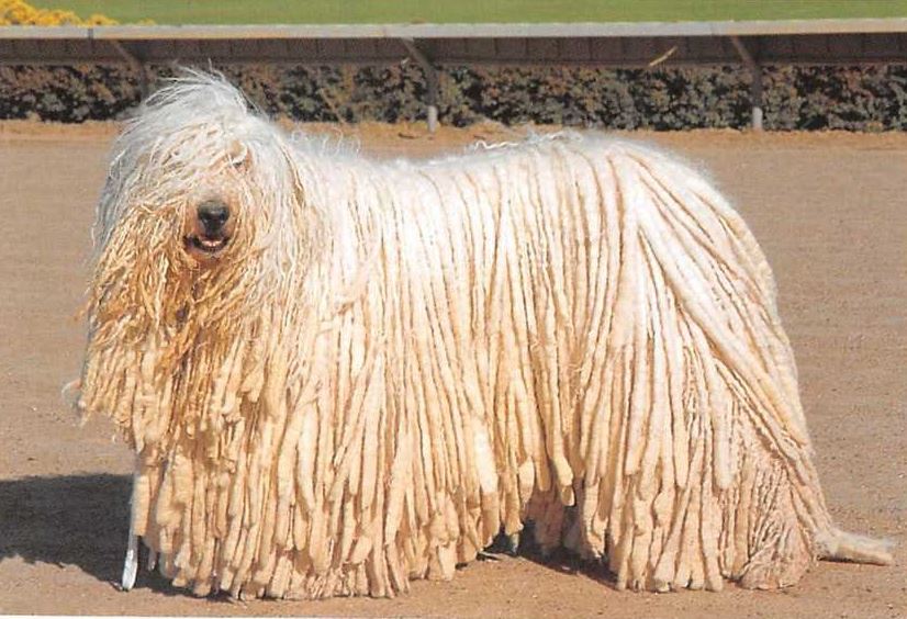 Komondor