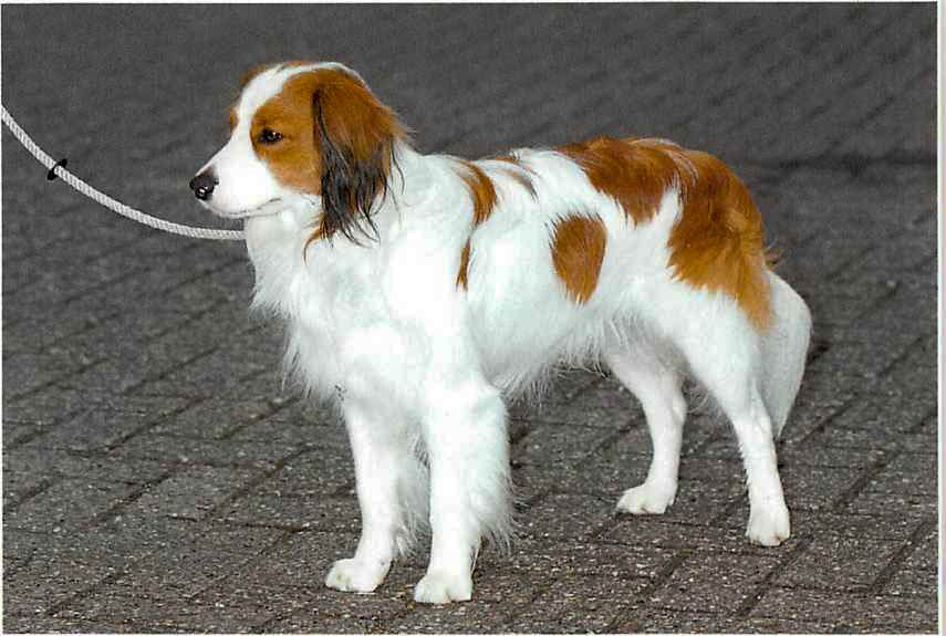 Kooikerhondje