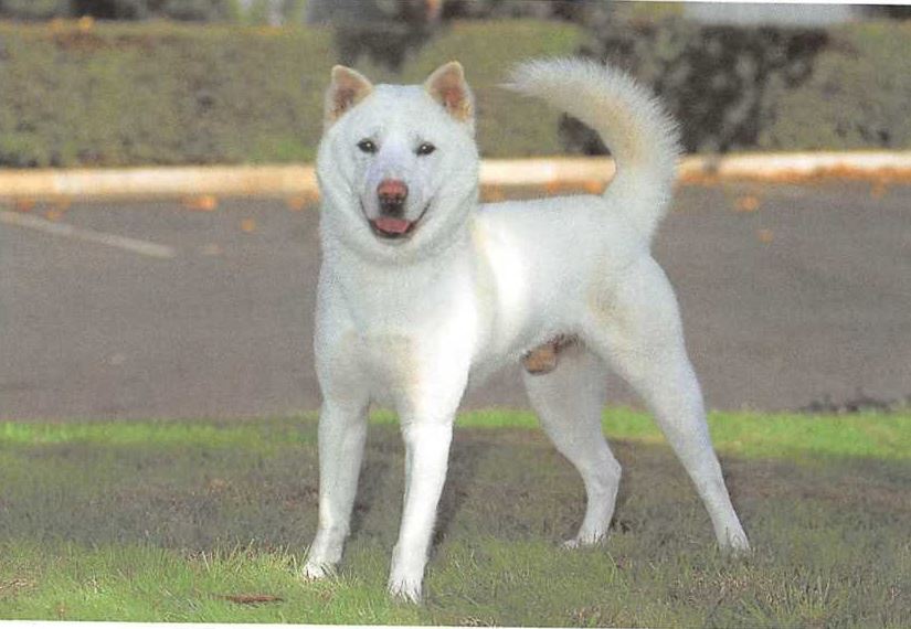 Korea Jindo Dog
