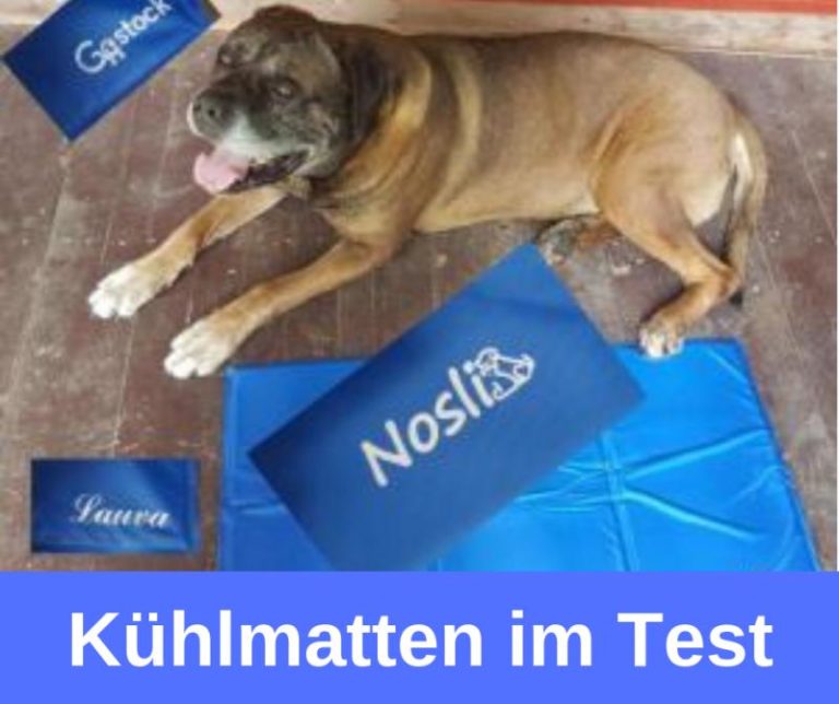 ᐅ Kühlmatten 2020 für Hunde im Test das Ergebnis › guterHund.de