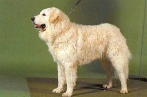 Kuvasz