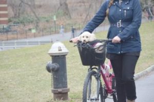 Welpe im Fahrradkorb