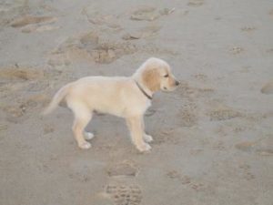 Welpe im Sand