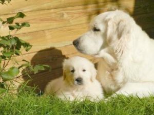 Welpe mit seiner Mutter