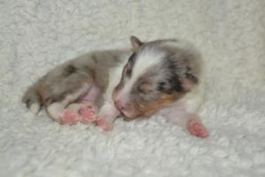 Welpe neugeboren