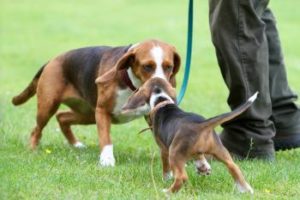 Welpe und alter Hund