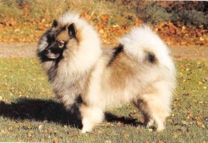 Wolfspitz