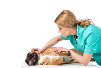 französische Bulldogge mit Hitzschlag