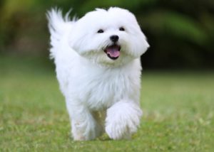 junger Hund