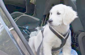 Welpe im Auto angeschnallt