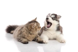 Welpe mit Katze