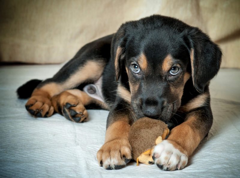 ᐅ Hunde richtig verstehen Wie Hunde kommunizieren › guterHund.de