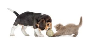 Welpe spielt mit Katzenkind