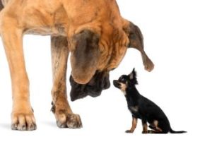 Welpe und alter Hund