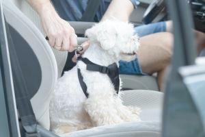 Welpe wird im Auto angeschnallt