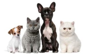 Welpen und Katzenkinder