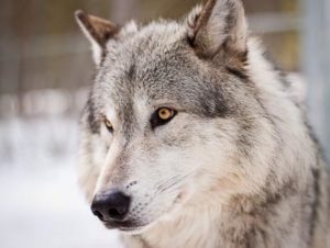 Wolf