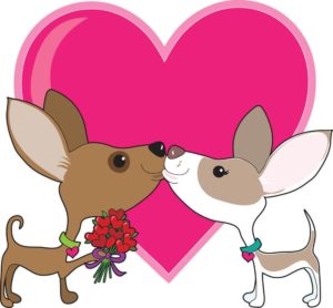 Chihuahua Paar Grafik