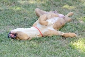 Hund schläft auf dem Rücken
