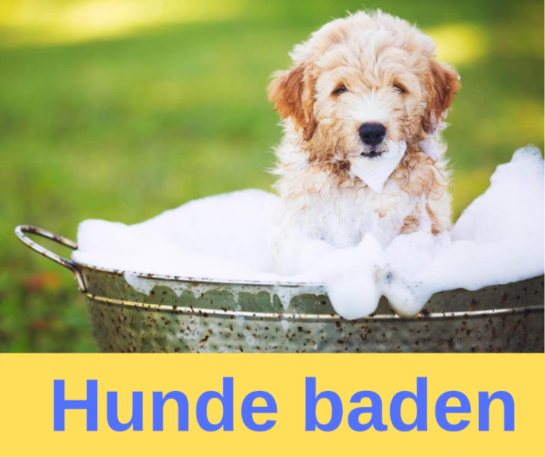 ᐅ Hundeshampoo 2021 Testergebnisse & Kaufratgeber › guterHund.de