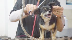 Hunde im Sommer nicht scheren