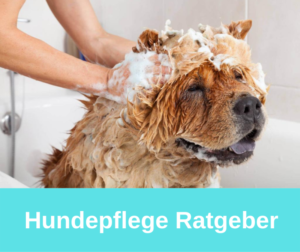 Hundepflege Ratgeber