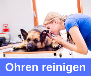 Ohren reinigen beim Hund