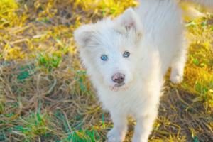 hellhäutige Hunde bekommen leicht Sonnenbrand