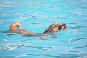 schwimmender Hund