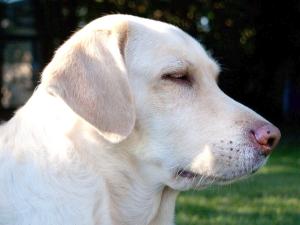 weißer Hund