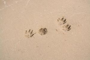 4 Pfotenabdrücke im Sand