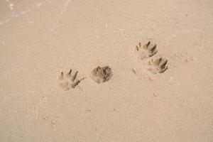 4 Pfotenabdrücke im Sand