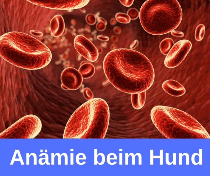 ᐅ Anämie (Blutarmut) beim Hund Symptome, Ursachen und Behandlung