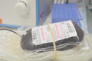 Bluttransfusion beim Hund