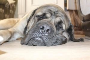 Hund mit Anämie