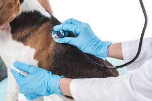 Hund wird auf Herzgeräusche untersucht