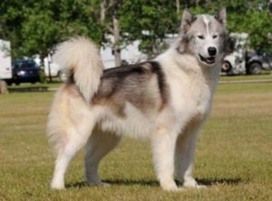 Kanadischer Eskimohund