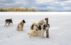 Kanadischer Eskimohund vor einem Schlitten
