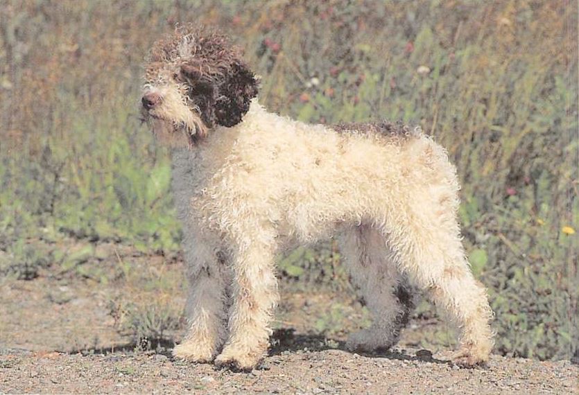 Lagotto Romagnolo