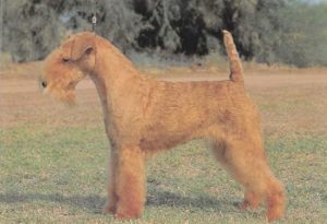 Lakeland Terrier