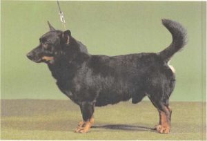 Lancashire Heeler