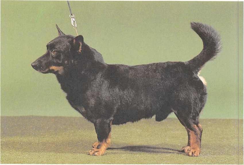 Lancashire Heeler
