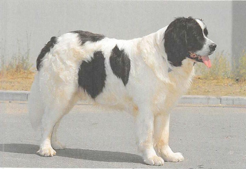 Landseer