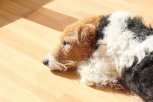 Lethargiescher Hund
