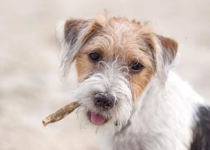 Parson Russell Terrier
