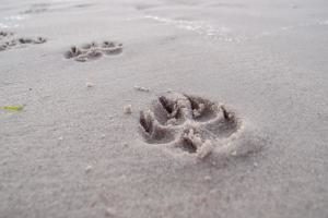 Pfotenabdruck im nassen Sand