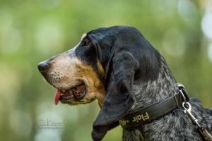 Basset Bleu de Gascogne